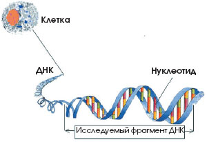 Генетическая история человечества