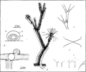 Морфология колонии гидроида obelia longissima