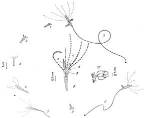 Морфофункциональныи анализ временной колонии на примере гидроида moeris1a maeotica