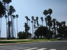 Пальмы рядом с пляжем на Оушн-авеню