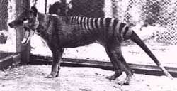 Тасманийский тигр тыласин