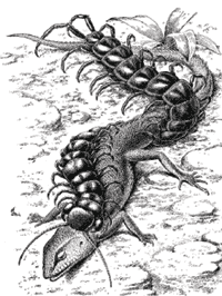 Гигантская сколопендра, нападающая на ящерицу