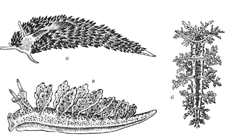Голожаберные моллюски: а – эолис, б – дендронотус, в – индулия