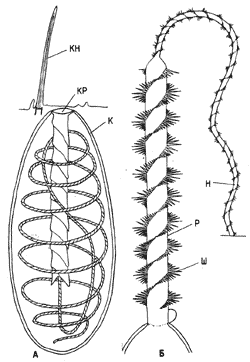 Схема строения стрекательной капсулы