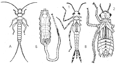 Личинки водных насекомых: А – веснянки; Б – иловой мухи; В – стрекоз (1 – равнокрылой, 2 – разнокрылой)