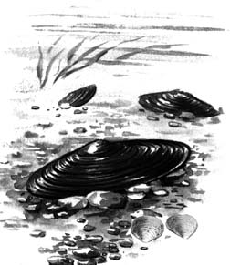 Моллюски: перловица обыкновенная 