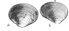 Моллюски: А – шаровка роговая; Б – горошинка речная