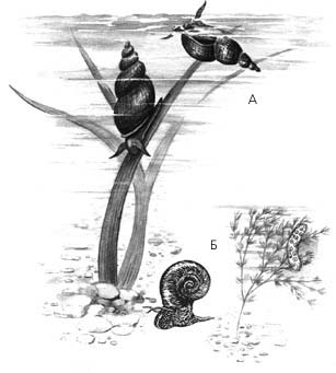 Брюхоногие моллюски: А – обыкновенный прудовик; Б – катушка роговидная