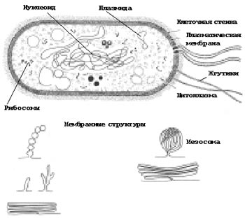 Рис. 1. Строение клетки прокариот