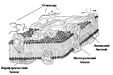 Рис. 3. Структура биологических мембран