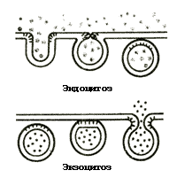 Рис. 4. Схема переноса веществ через мембрану