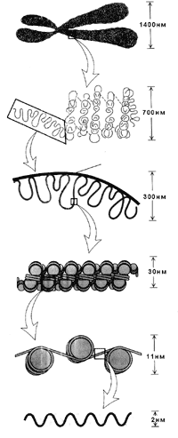 Рис. 6. Упаковка молекулы ДНК в хромосоме