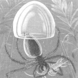 Воздушный колокол паука-серебрянки