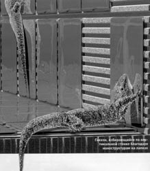 Наноструктуры на лапках геккона подсказали ученым новый состав клея для плитки